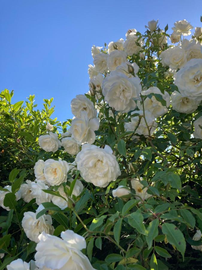 La Rosa Del Lago Bracciano  Zewnętrze zdjęcie