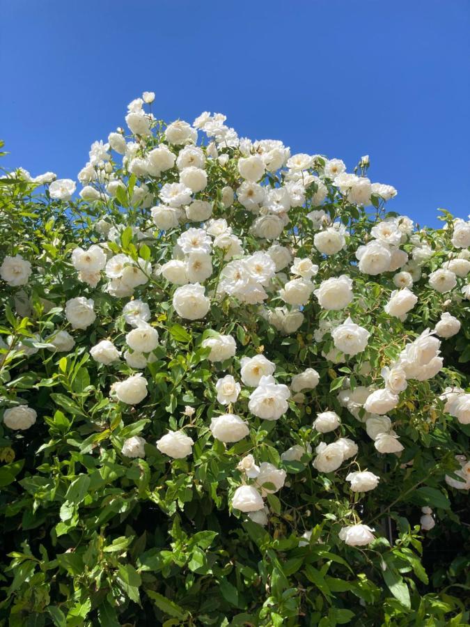 La Rosa Del Lago Bracciano  Zewnętrze zdjęcie